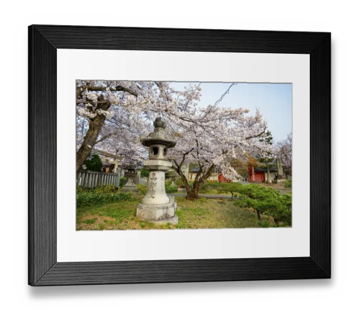 Framed Print : Stone lantern and blooming cherry trees