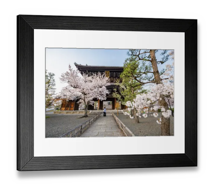 Framed Print : Sanmon Gate and blooming cherry trees