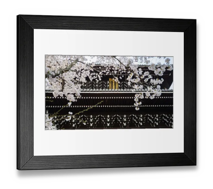 Framed Print : Detail of Sanmon Gate and blooming cherry trees