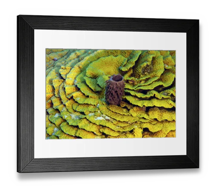 Framed Print : Underwater photo of Small Prickly tube-sponge (Callyspongia crassa) growing in the centre of (Turbinaria reniformis)