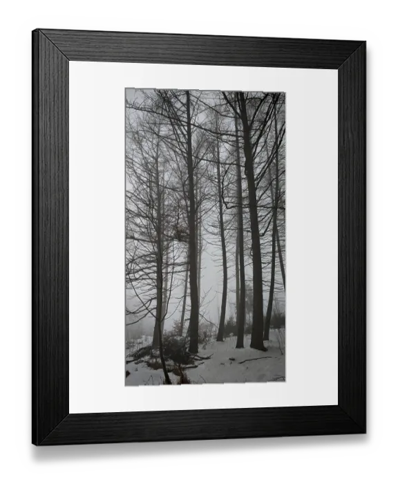 Framed Print : A foggy winter forest with tall trees and a quiet