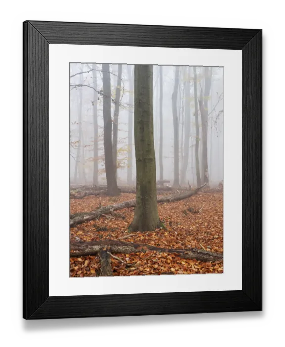 Framed Print : Beech forest with last colorful leaves and dead wood on the ground in autumn
