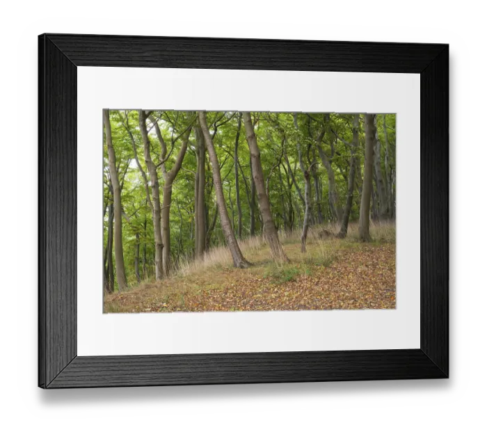Framed Print : Beech forest, Stubbenkammer, Jasmund National Park