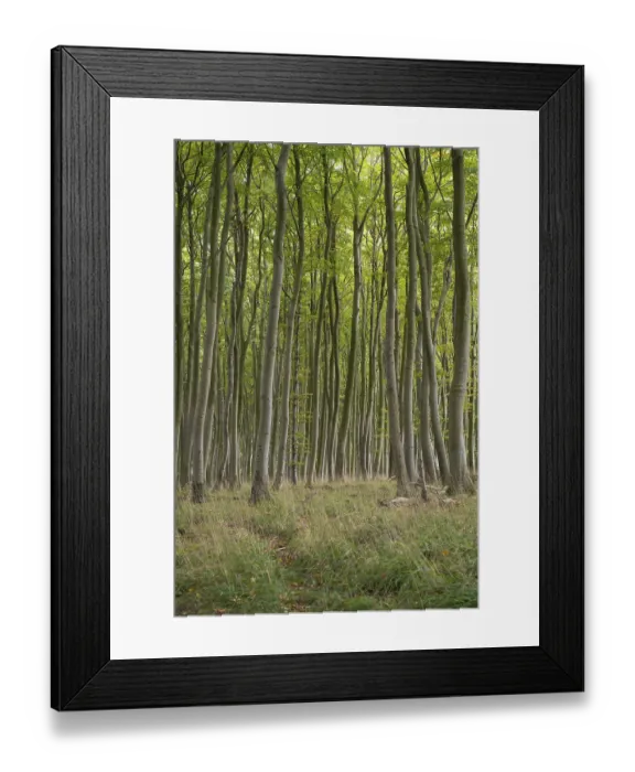 Framed Print : Beech forest, numerous dense tree trunks