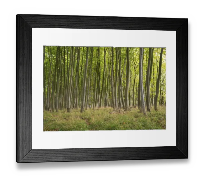 Framed Print : Beech forest, numerous dense tree trunks Framed Print : Beech forest, numerous dense tree trunks