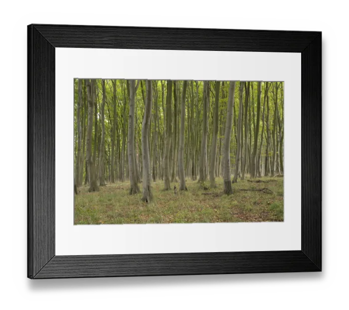 Framed Print : Beech forest, numerous dense tree trunks Framed Print : Beech forest, numerous dense tree trunks