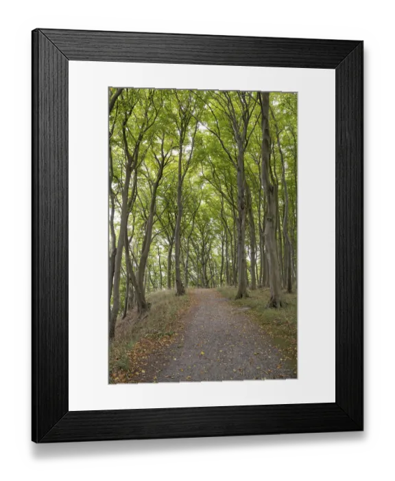 Framed Print : Trail through the beech forest Framed Print : Trail through the beech forest