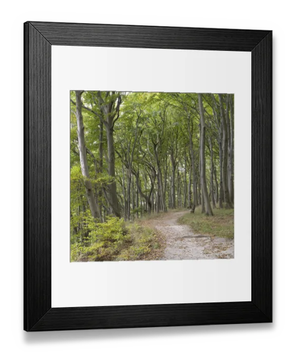 Framed Print : Trail through the beech forest
