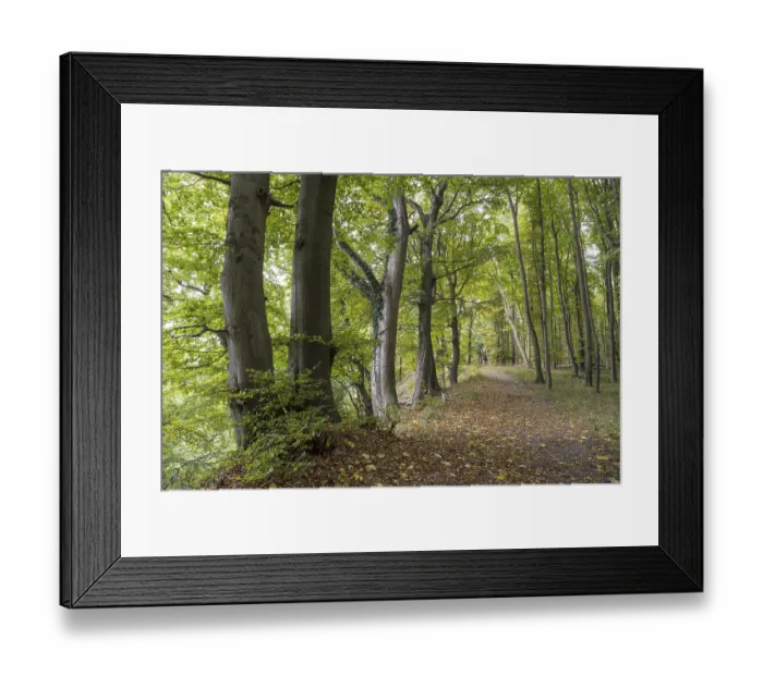 Framed Print : Trail through the beech forest Framed Print : Trail through the beech forest