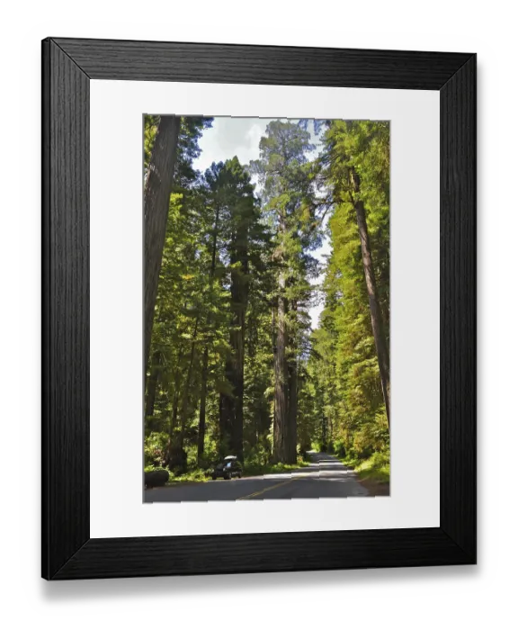 Framed Print : A path leads through a dense forest of tall redwood trees