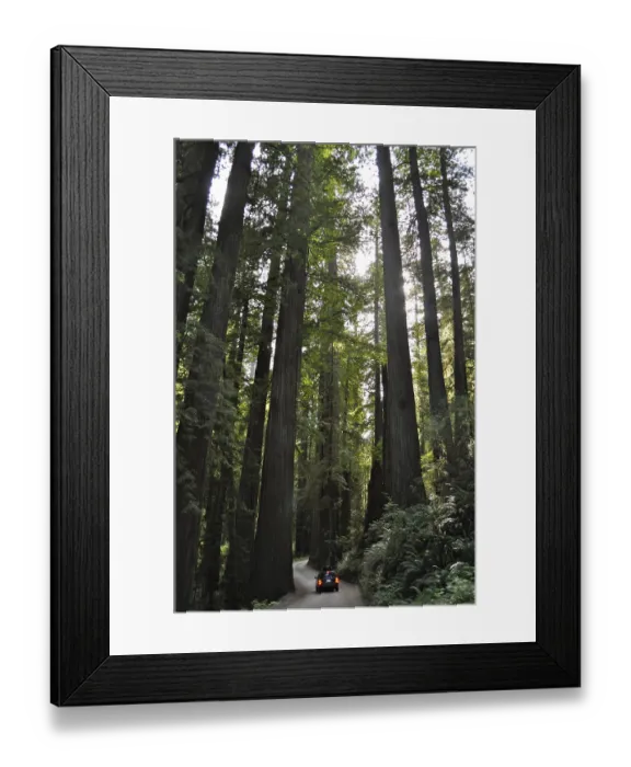Framed Print : A vehicle drives through a shady forest of large redwood trees
