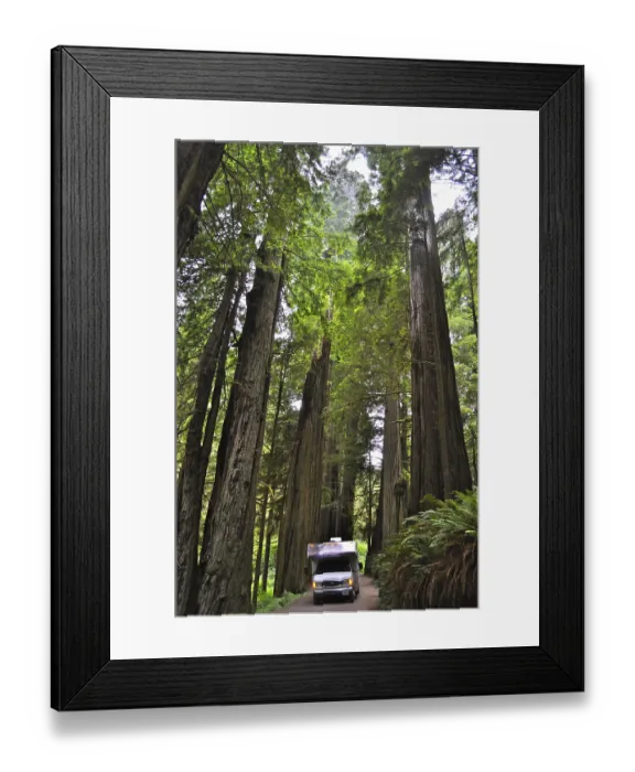 Framed Print : An RV drives through a huge redwood forest surrounded by majestic trees