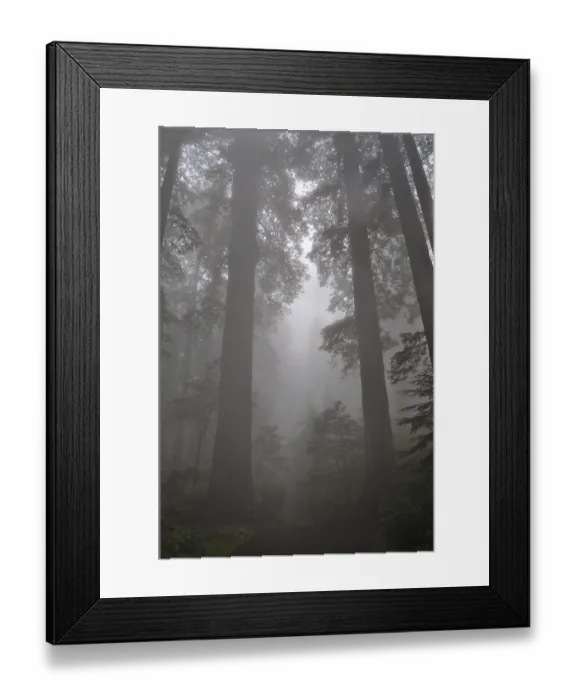 Framed Print : Tall trees, coast redwoods (Sequoia sempervirens)