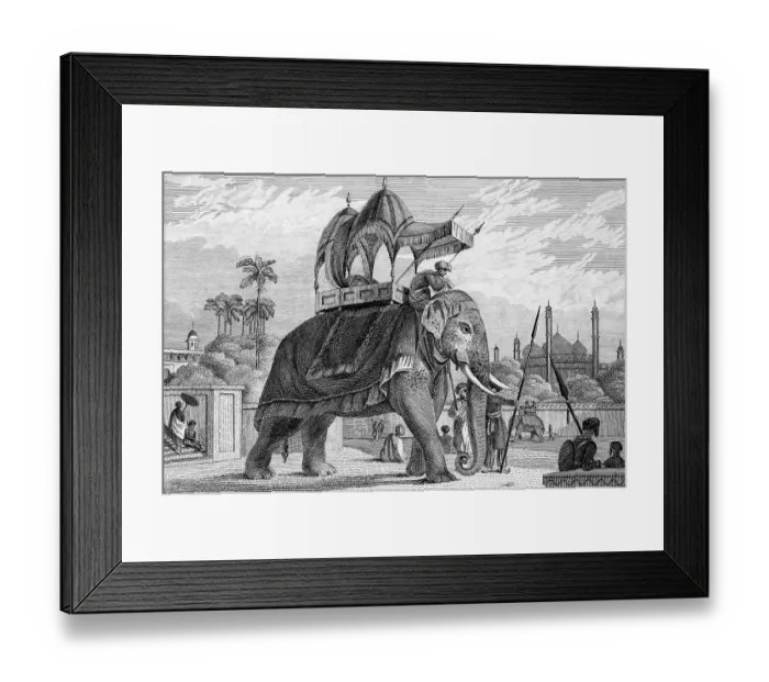 Framed Print : Equipped, decorated elephant with stretcher Framed Print : Equipped, decorated elephant with stretcher