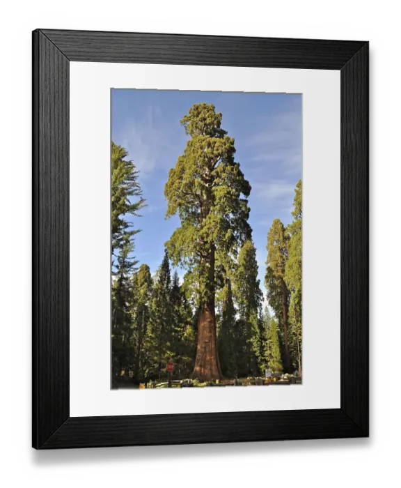 Framed Print : A huge Sequoia tree, giant sequoia (Sequoiadendron giganteum) Framed Print : A huge Sequoia tree, giant sequoia (Sequoiadendron giganteum)