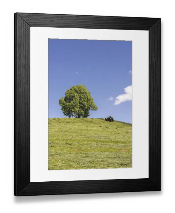 Framed Print : Hay harvest at the Friedenslinde (Tilia) on the Wittelsbacher Hohe