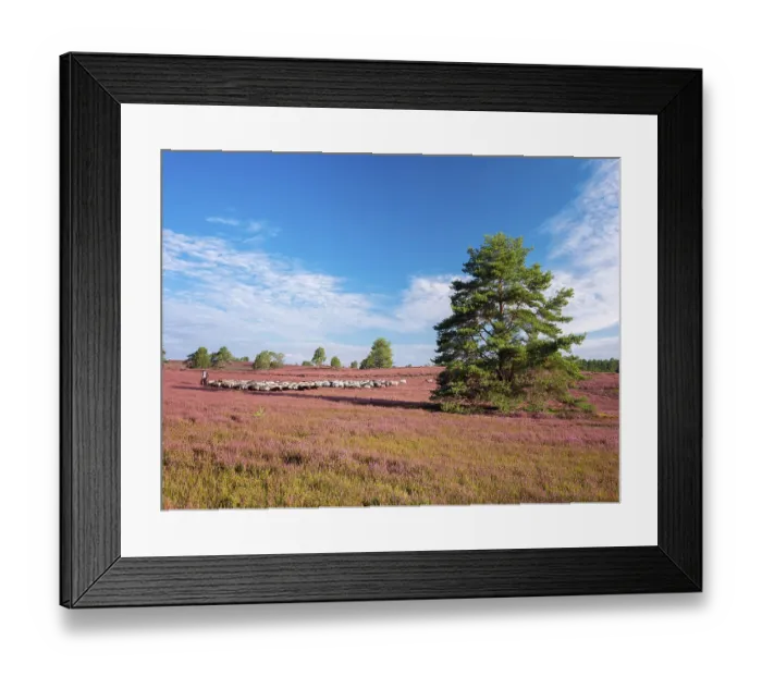 Framed Print : Typical heathland on Brunsberg with blooming heather and flock of sheep with shepherds