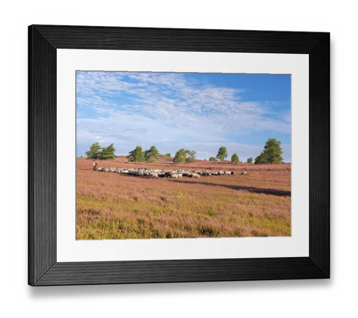 Framed Print : Typical heathland on Brunsberg with blooming heather and flock of sheep with shepherds Framed Print : Typical heathland on Brunsberg with blooming heather and flock of sheep with shepherds