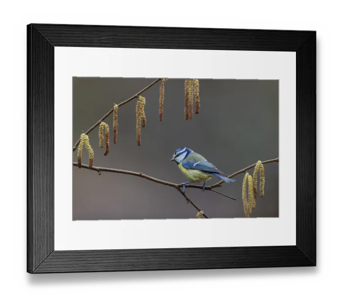 Framed Print : A blue tit (Cyanistes caeruleus) waiting impatiently at the feeding place Framed Print : A blue tit (Cyanistes caeruleus) waiting impatiently at the feeding place