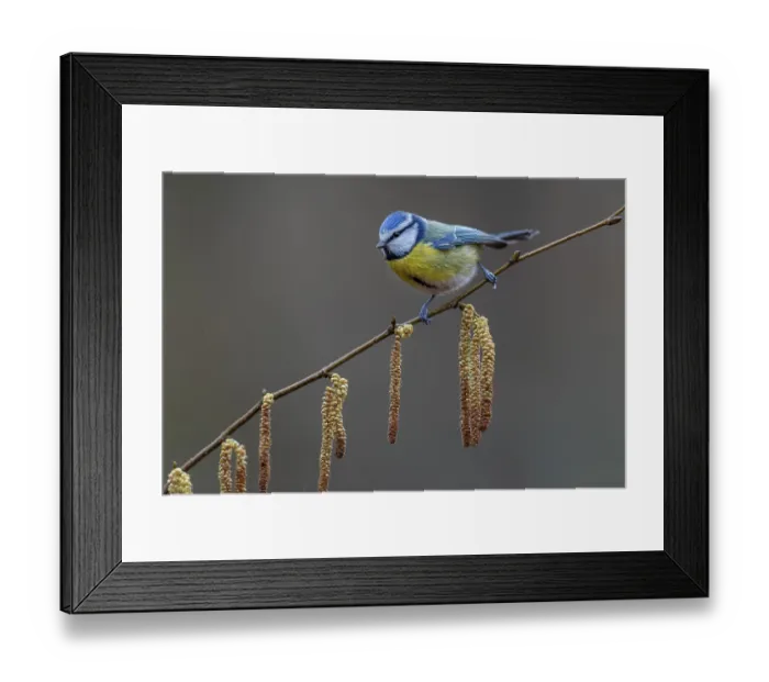 Framed Print : A blue tit (Cyanistes caeruleus) has made a short stopover