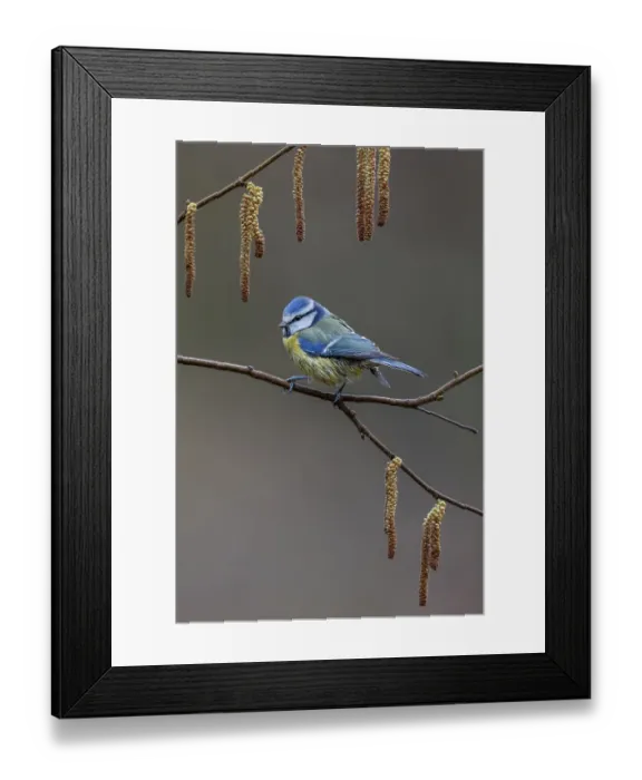 Framed Print : Blue tit (Cyanistes caeruleus) on the branch of a hazelnut Framed Print : Blue tit (Cyanistes caeruleus) on the branch of a hazelnut