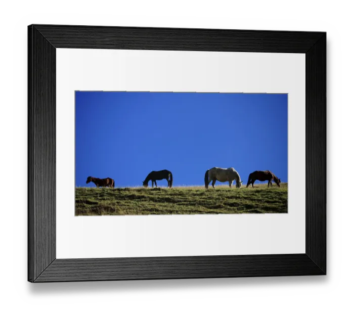 Framed Print : Horses (equus caballus) grazing peacefully in a meadow under a clear blue sky