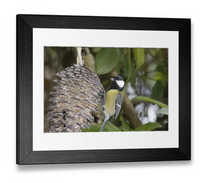 Framed Print : Great tit (Parus major) eating fat food Framed Print : Great tit (Parus major) eating fat food