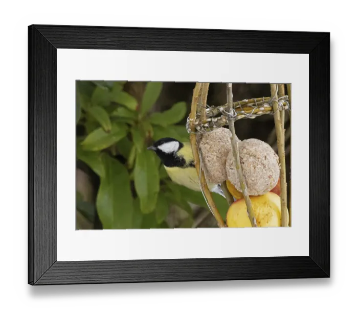 Framed Print : Great tit (Parus major), tit dumpling