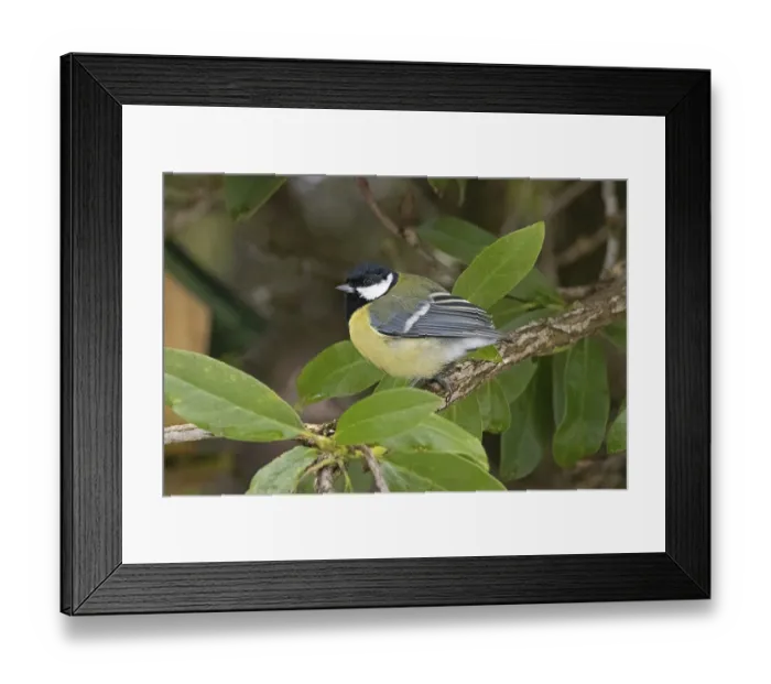 Framed Print : Great Tit (Parus major), Sieversen Framed Print : Great Tit (Parus major), Sieversen