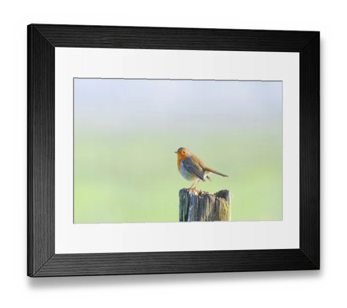 Framed Print : A robin (Erithacus rubecula) sitting on a peg of a pasture fence in winter