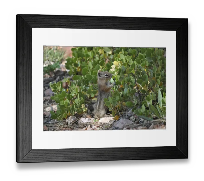 Framed Print : A chipmunk, Harris's antelope squirrel (Ammospermophilus harrisii)