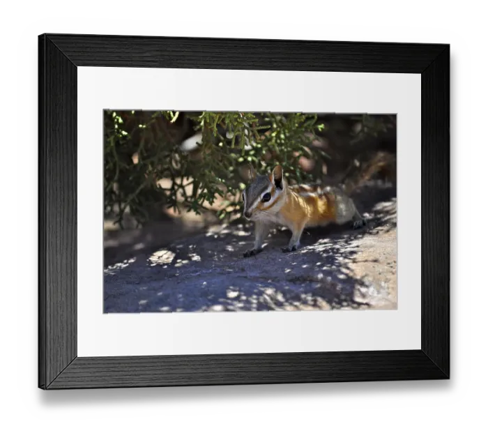 Framed Print : A chipmunk, Uinta chipmunk (Tamias umbrinus)