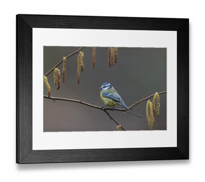 Framed Print : Blue tit (Cyanistes caeruleus) on a hazelnut branch with male catkins