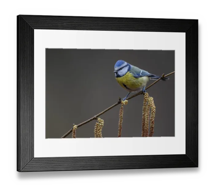 Framed Print : A blue tit (Cyanistes caeruleus) in late winter