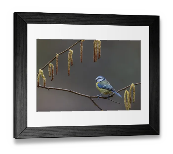 Framed Print : When choosing where to sit at the feeding site