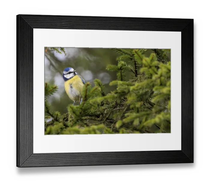 Framed Print : A blue tit (Cyanistes caeruleus) searches for food between the spruce branches