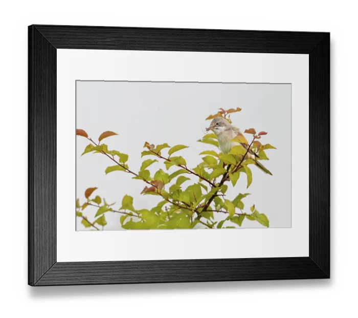 Framed Print : Common whitethroat (Sylvia communis) Male with food for the young birds waiting in the nest Framed Print : Common whitethroat (Sylvia communis) Male with food for the young birds waiting in the nest