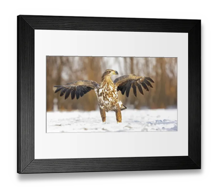 Framed Print : White-tailed eagle (Haliaeetus albicilla) young eagle on the water and on the ice