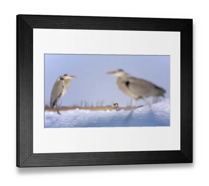 Framed Print : White-tailed eagle (Haliaeetus albicilla) young eagle on the water and on the ice