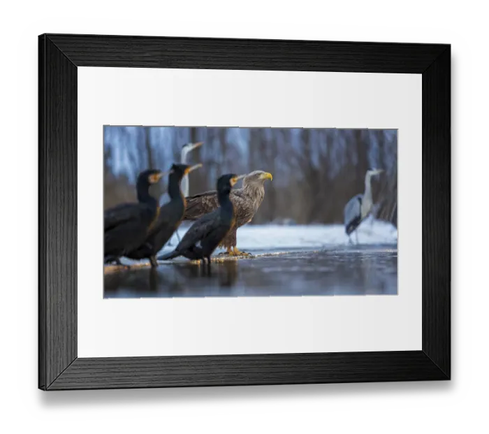 Framed Print : White-tailed eagle (Haliaeetus albicilla) adult bird on the water and on the ice