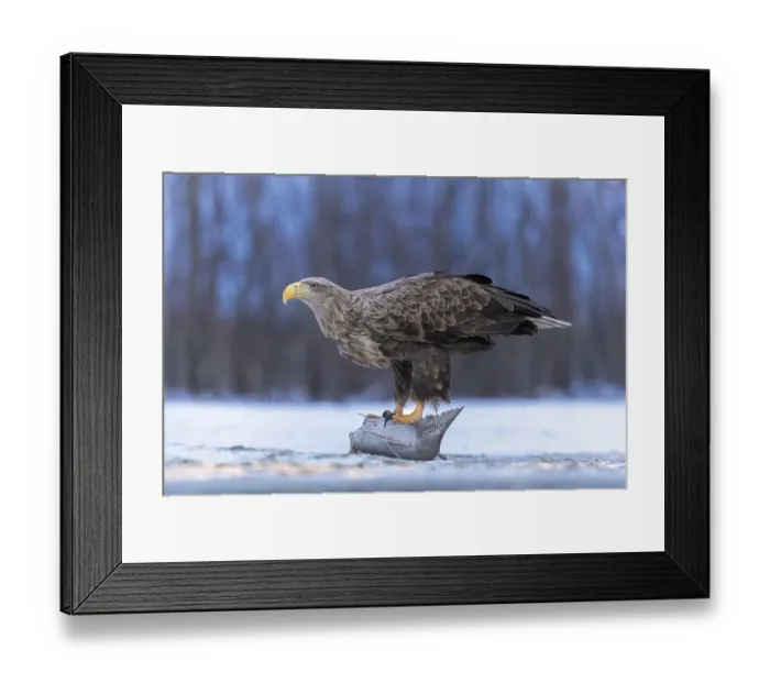 Framed Print : White-tailed eagle (Haliaeetus albicilla) adult bird on the water and on the ice