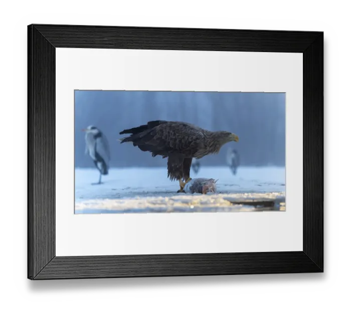 Framed Print : White-tailed eagle (Haliaeetus albicilla) adult bird on the water and on the ice