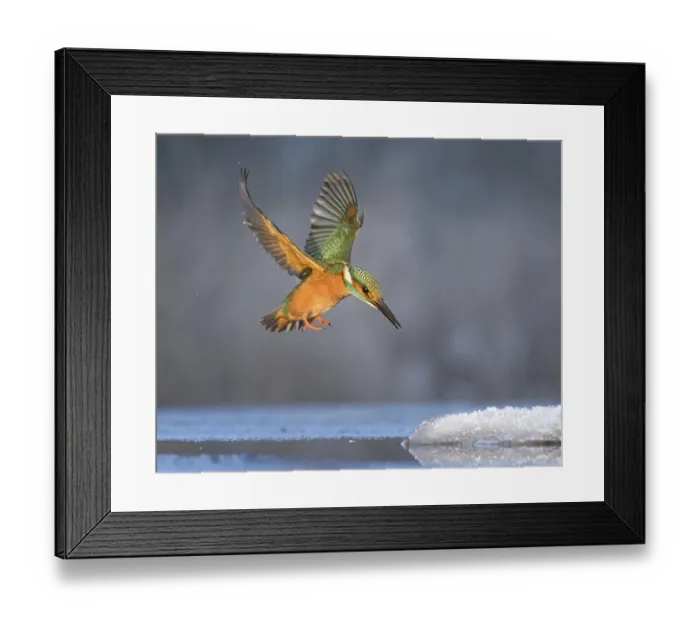 Framed Print : Kingfisher (Alcedo atthis) Winter and frost Framed Print : Kingfisher (Alcedo atthis) Winter and frost