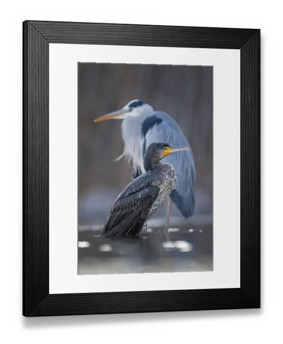 Framed Print : Cormorant (Phalacrocorax carbo) and grey heron (Ardea cinerea) sitting Framed Print : Cormorant (Phalacrocorax carbo) and grey heron (Ardea cinerea) sitting