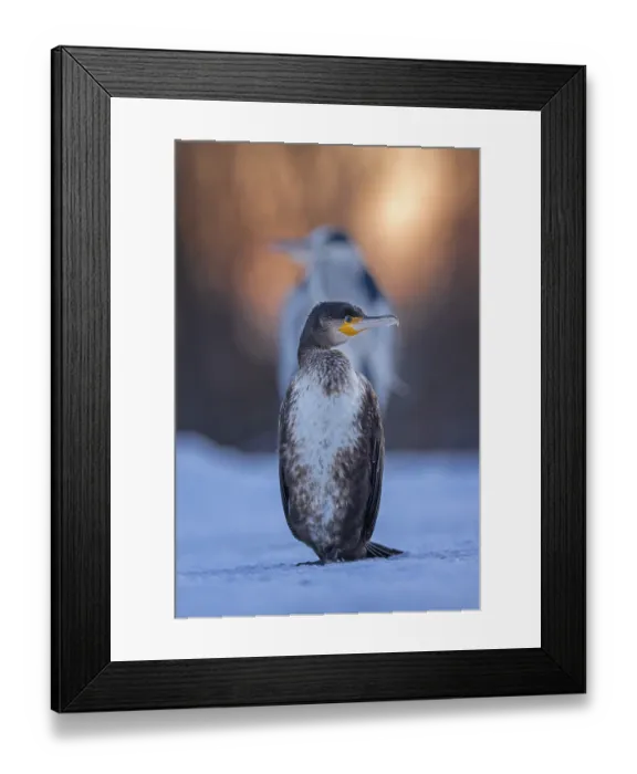 Framed Print : Cormorant (Phalacrocorax carbo) and grey heron (Ardea cinerea) sitting
