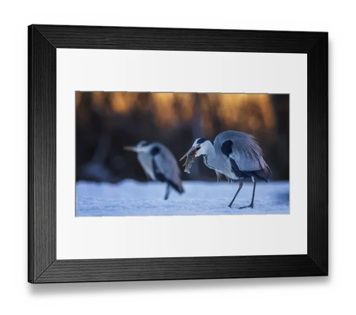 Framed Print : Grey heron (Ardea cinerea) sitting