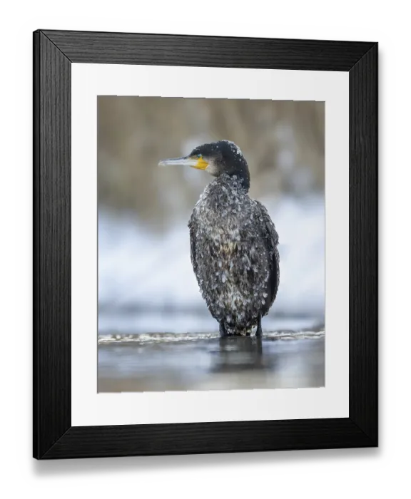 Framed Print : Cormorant (Phalacrocorax carbo) sitting