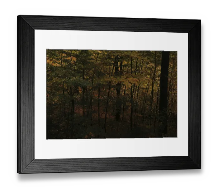 Framed Print : Dark and atmospheric, dense autumn forest with beech trees (fagus) with bright yellow leaves