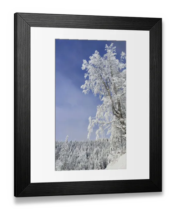 Framed Print : Snowy trees under blue sky, peaceful winter landscape