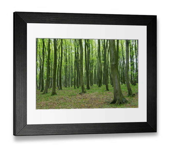 Framed Print : Coastal forest with copper beech (Fagus silvatica)